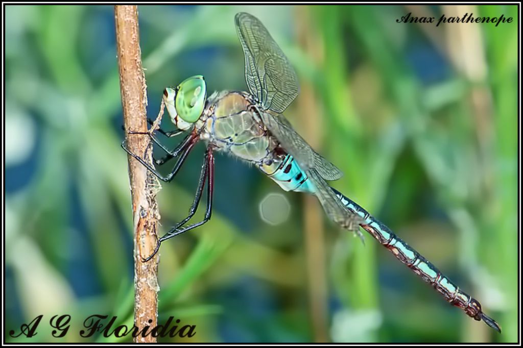 Dragonflies from Malta